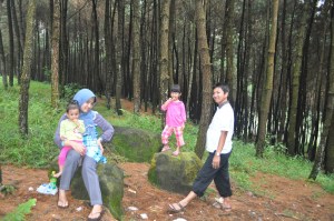 Hutan pinus
