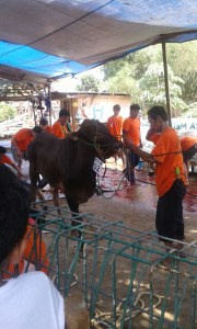 Qurban, benar2 berqurban...